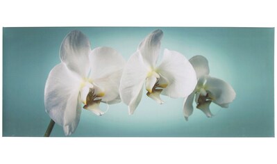 Art for the home Leinwandbild »Orchidee«, Orchidee kaufen