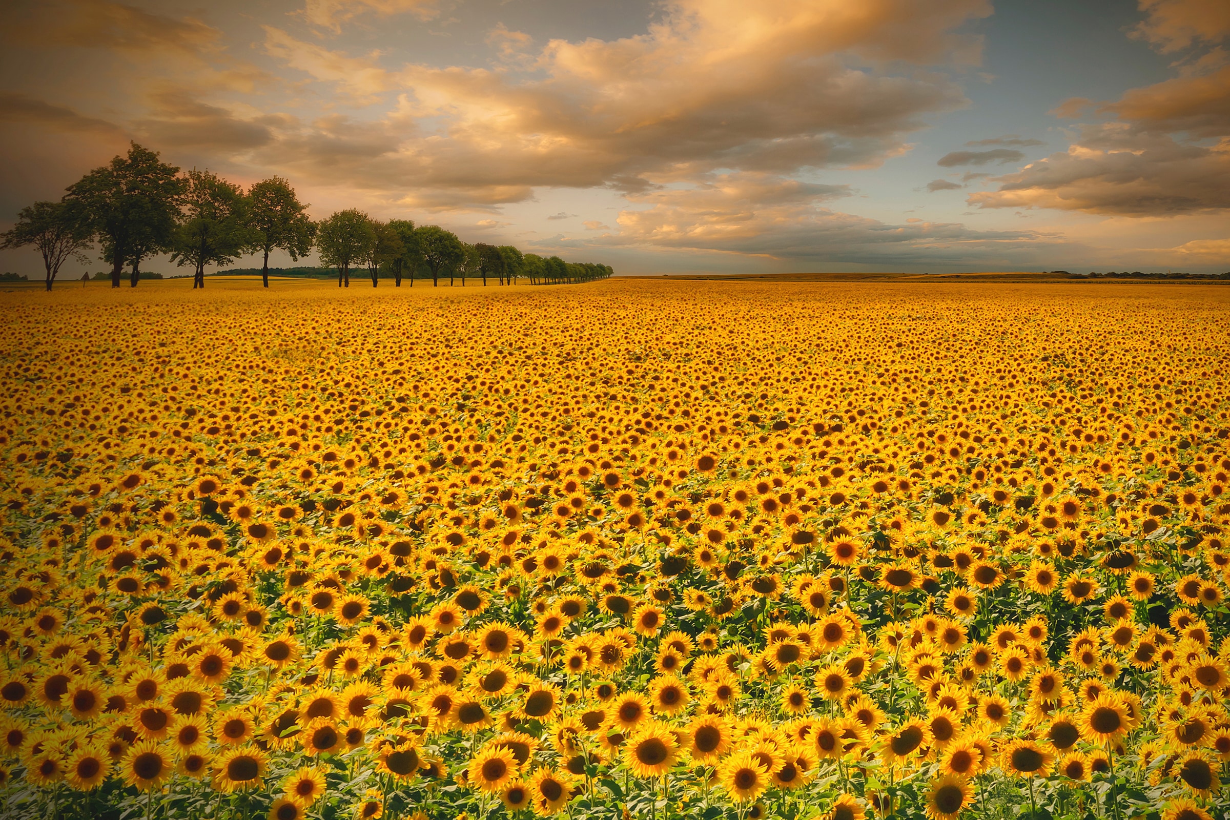 Papermoon Fototapete "Photo-Art PIOTR KROL (BAX), SONNENBLUMEN"
