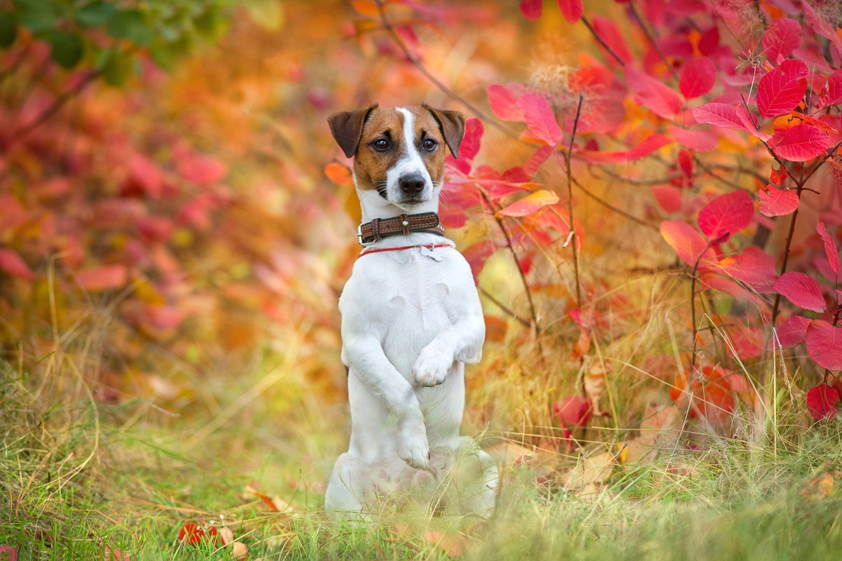 Papermoon Fototapete "Hund in Natur"