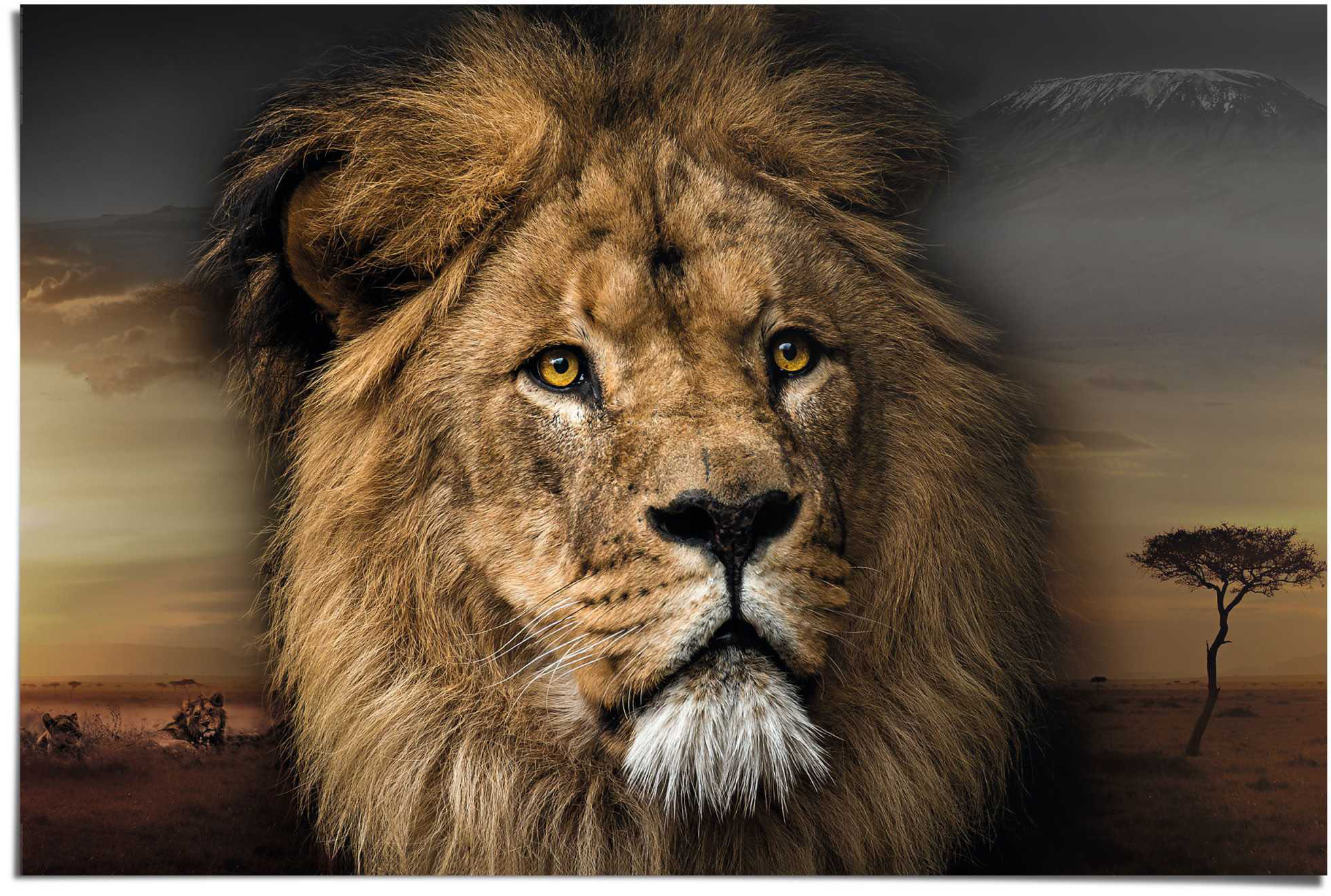 Reinders! St.) - - (1 »Wandbild Kräftig«, BAUR Dschungel Black Löwe Seitenporträt | Löwen, Wandbild König Friday -