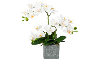 Creativ green Kunstorchidee »Phalaenopsis im Melamintopf«, (1 St.) kaufen