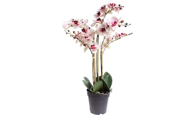 Kunstorchidee »Orchidee Bora«