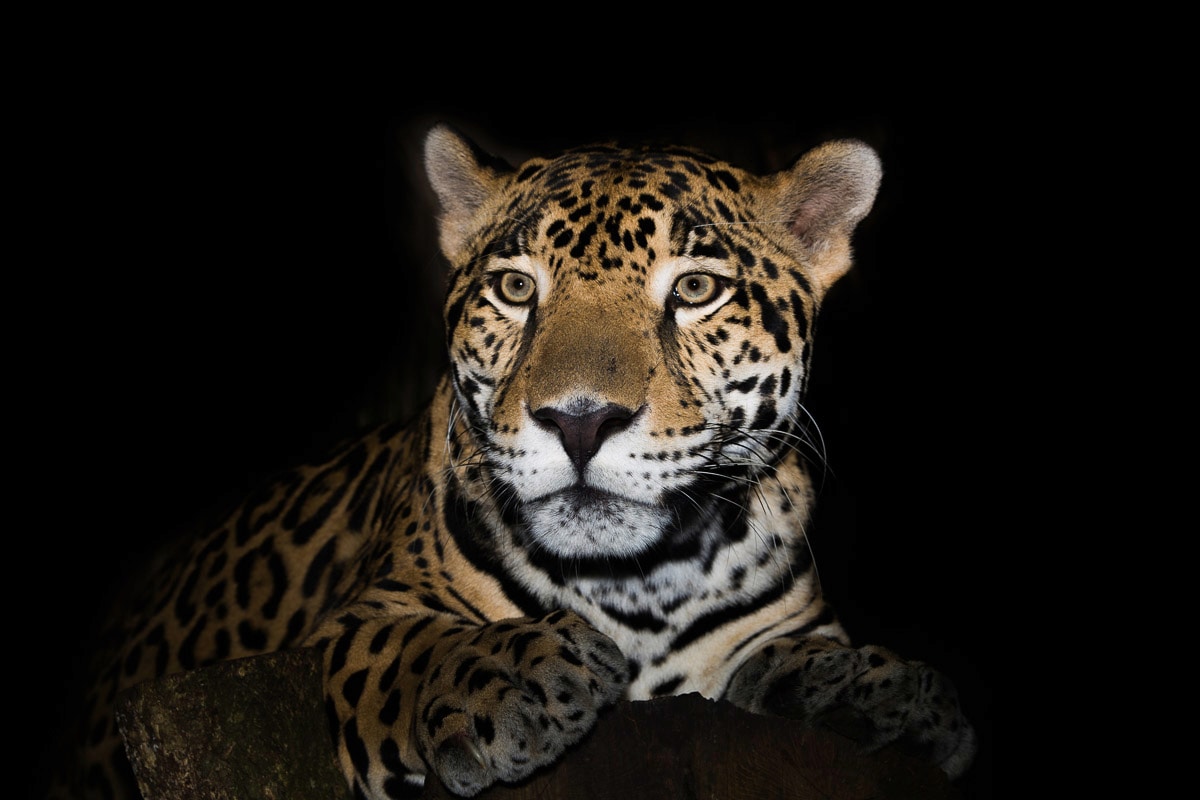 Papermoon Fototapete "Leopard"