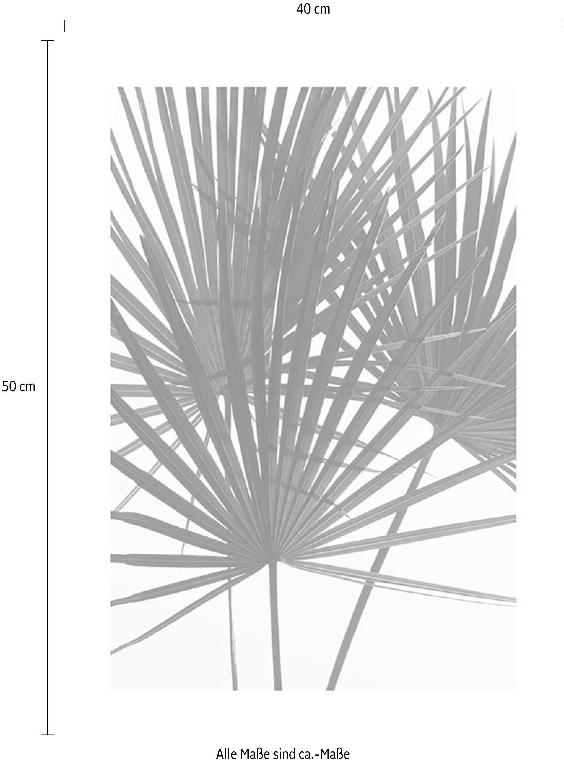 Komar Poster »Palmtree Leaves«, Pflanzen, Wohnzimmer St.), Kinderzimmer, BAUR Schlafzimmer, | (1