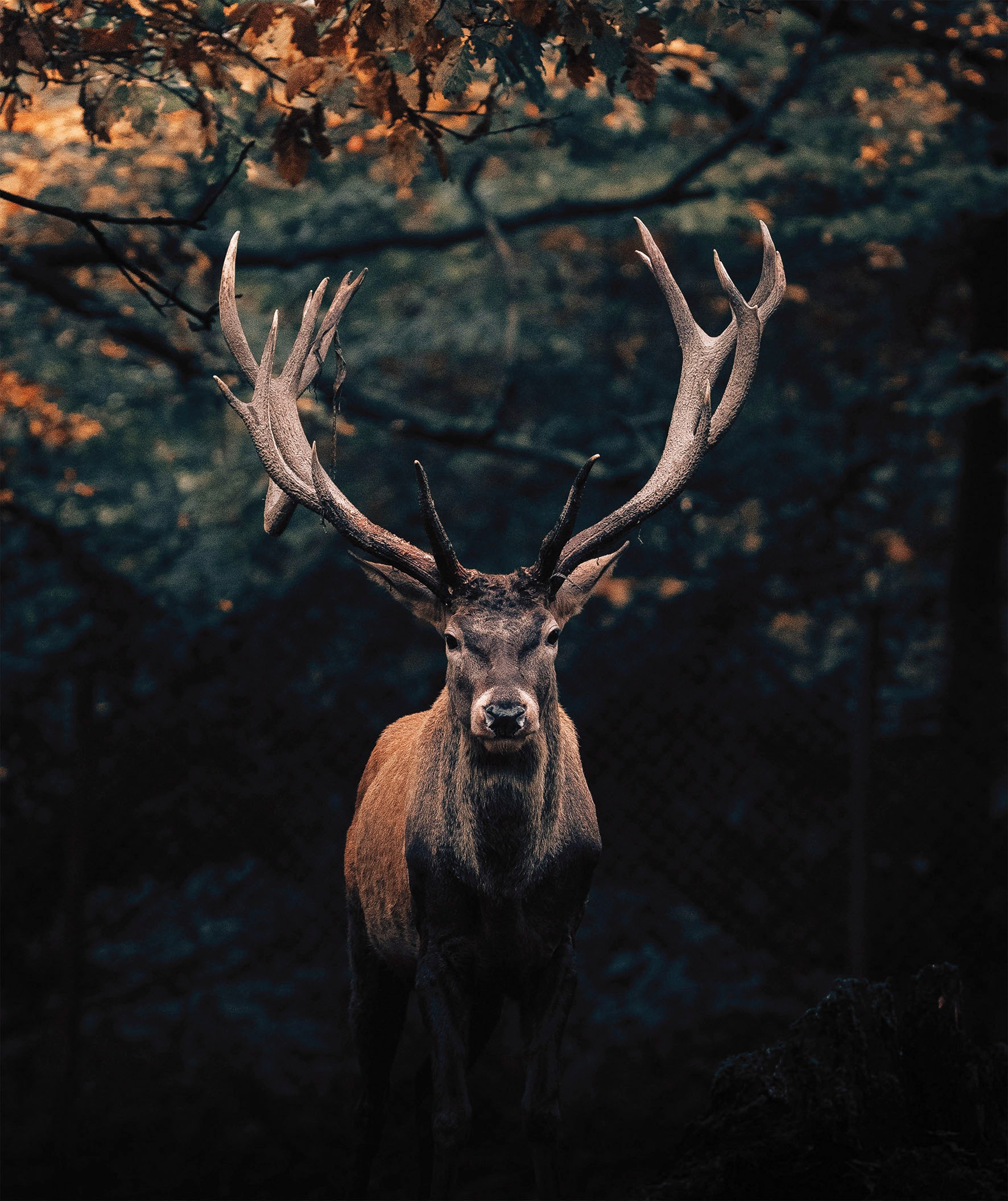 Bönninghoff Leinwandbild Hirsch  Hirschbilder  Hirsche  Natur  Rehe  Tiere günstig online kaufen