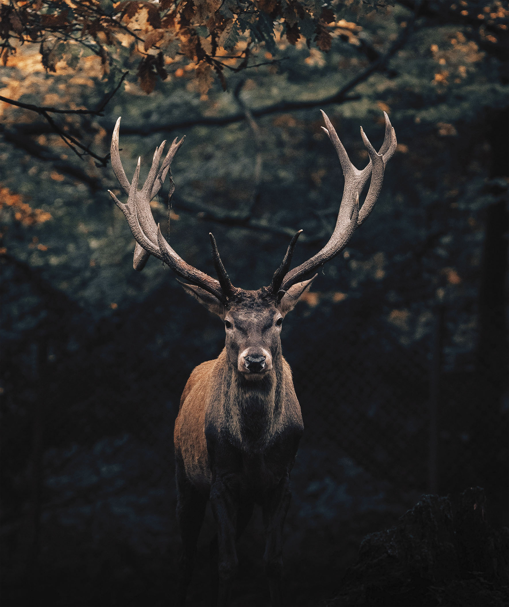 Bönninghoff Leinwandbild "Wandbild HIRSCH IM WALD XXL 118x140 cm – Leinwandbild Keilrahmen Deko" Hirsch Hirschbilder Hirsche Natur Rehe Tiere Wald Wildtiere 1 Stk. tlg. auf Keilrahmen gespannt