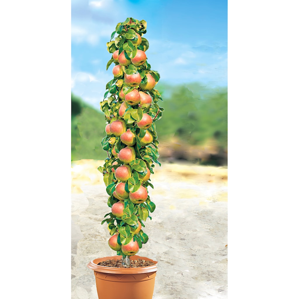 BCM Obstpflanze »Säulenobst Birne 'Decora'«, (1 St.), Höhe: 80 cm, 1 Pflanze