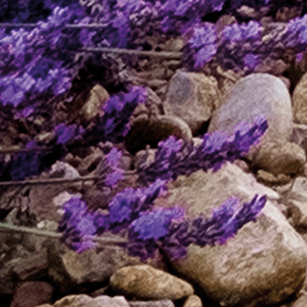 Komar Fototapete »Vlies Fototapete - Provence - Größe 400 x 260 cm« Motiv | bedruckt glatt