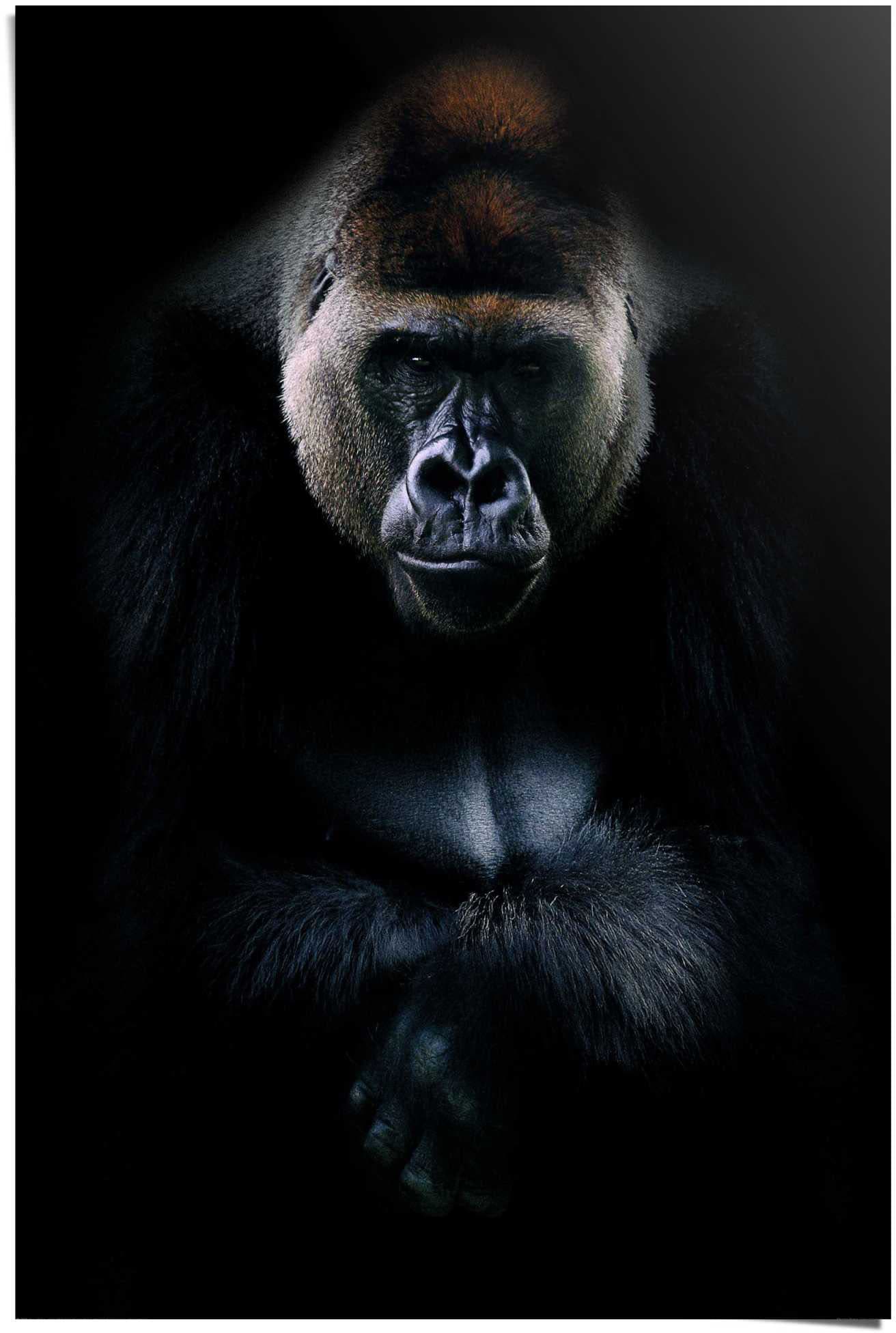 Reinders! Poster »Gorilla (1 St.) | bestellen BAUR Gorilla«