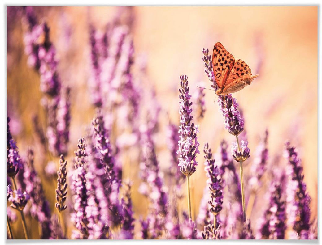 (1 Schmetterlinge, Lavendel«, Bild, bestellen Poster Wandposter »Schmetterling Poster, | Wall-Art BAUR Wandbild, St.),