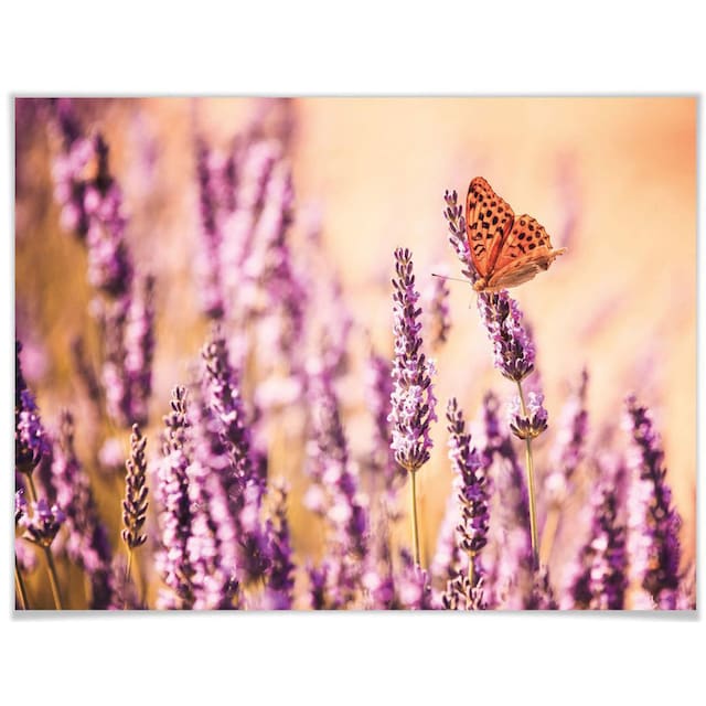 Wall-Art Poster »Schmetterling Lavendel«, Schmetterlinge, (1 St.), Poster,  Wandbild, Bild, Wandposter bestellen | BAUR