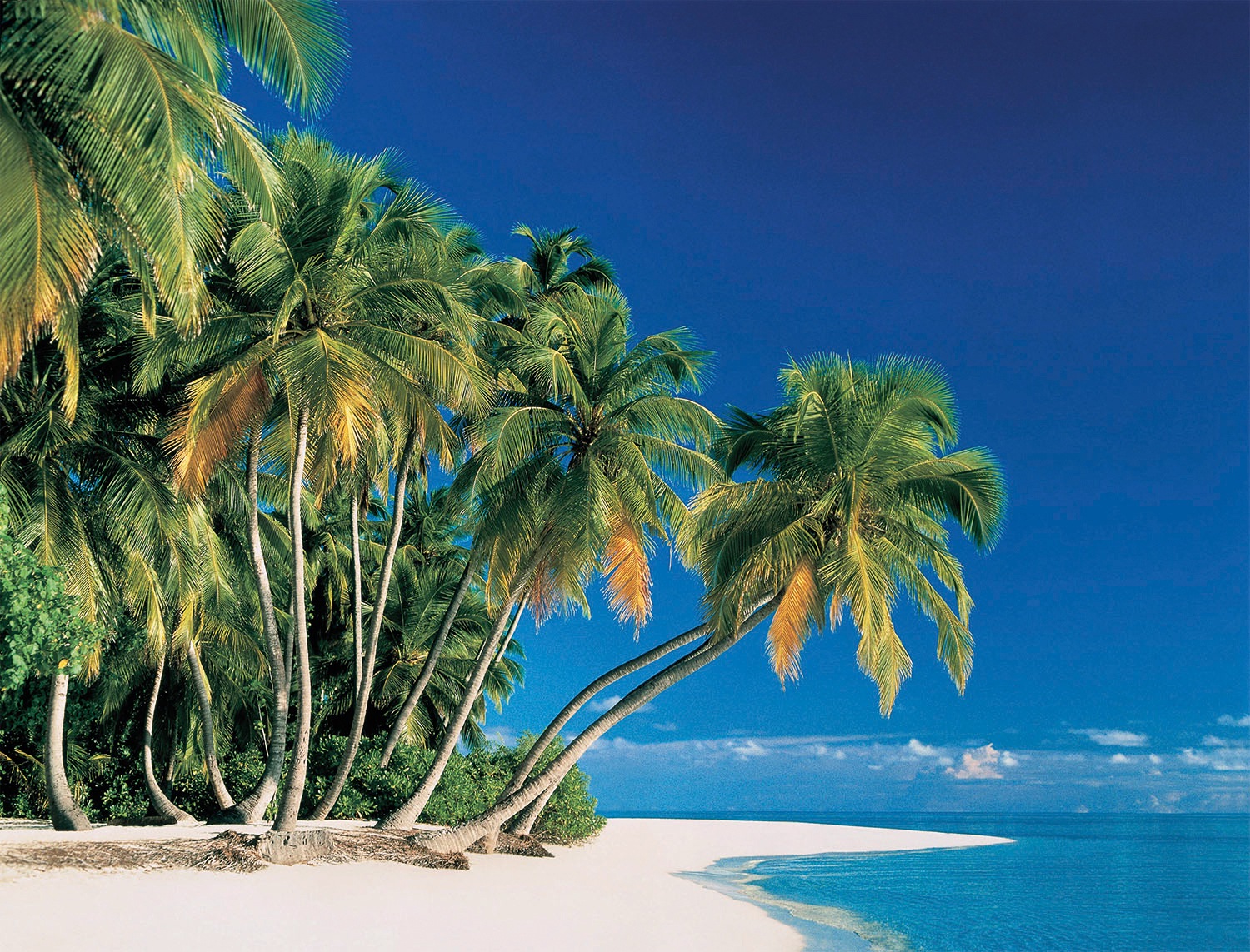 Papermoon Fototapetas »Tropical Palms«