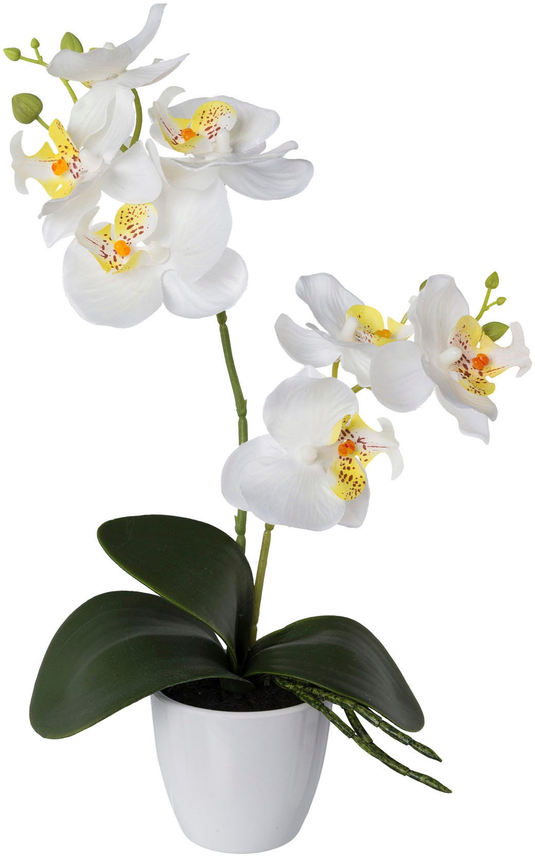 Creativ green Kunstorchidee »Phalaenopsis«, 2er Set, im Kunststofftopf