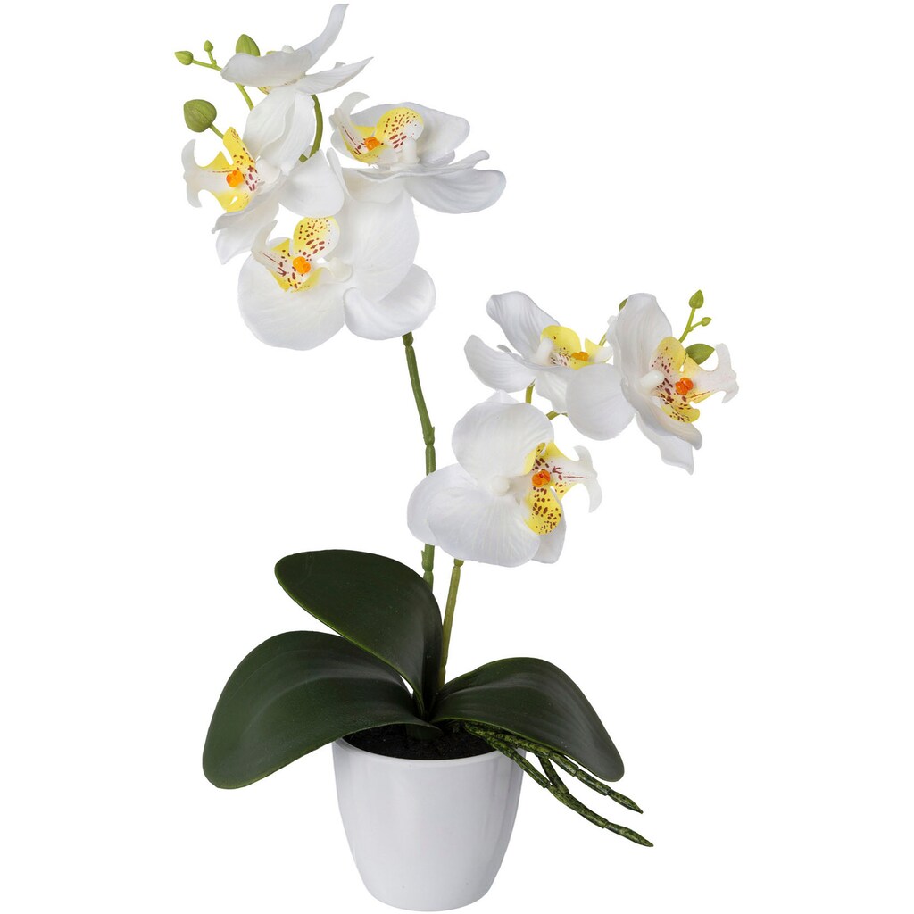 Creativ green Kunstorchidee »Phalaenopsis«