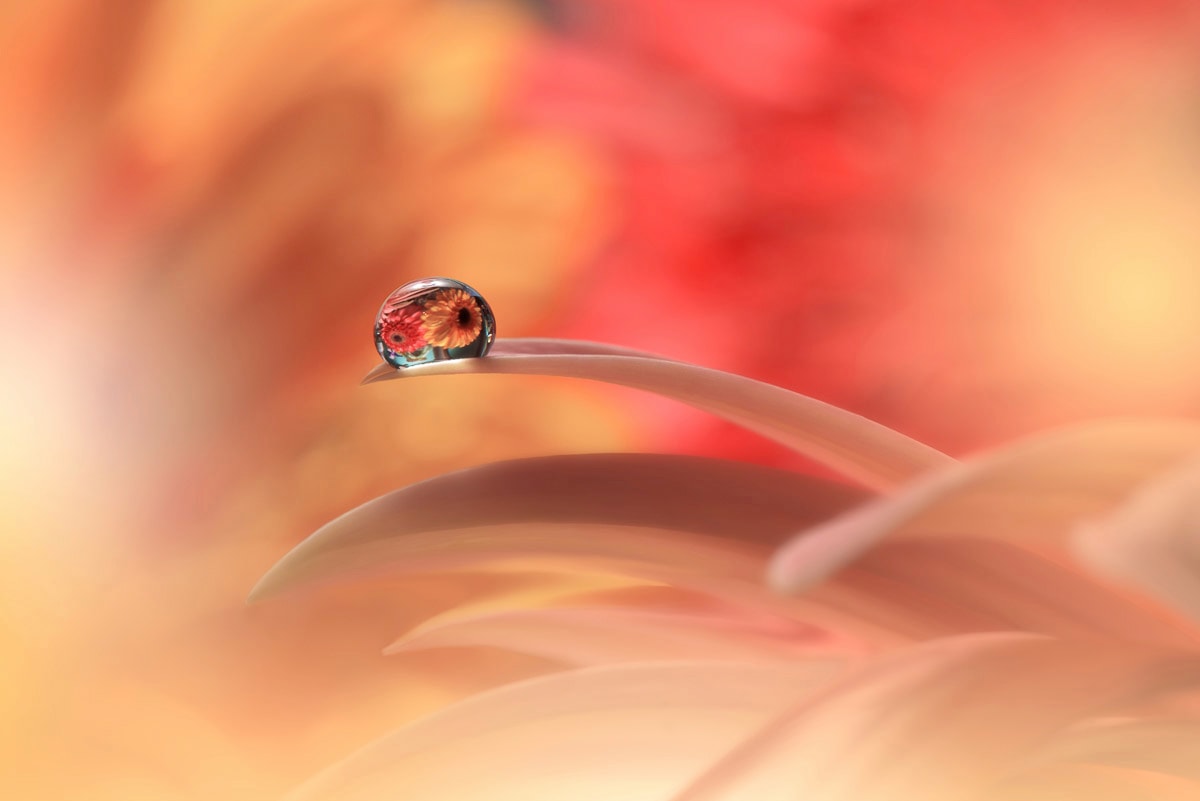 Papermoon Fototapete "Zen Wassertropfen mit Blume Makro"
