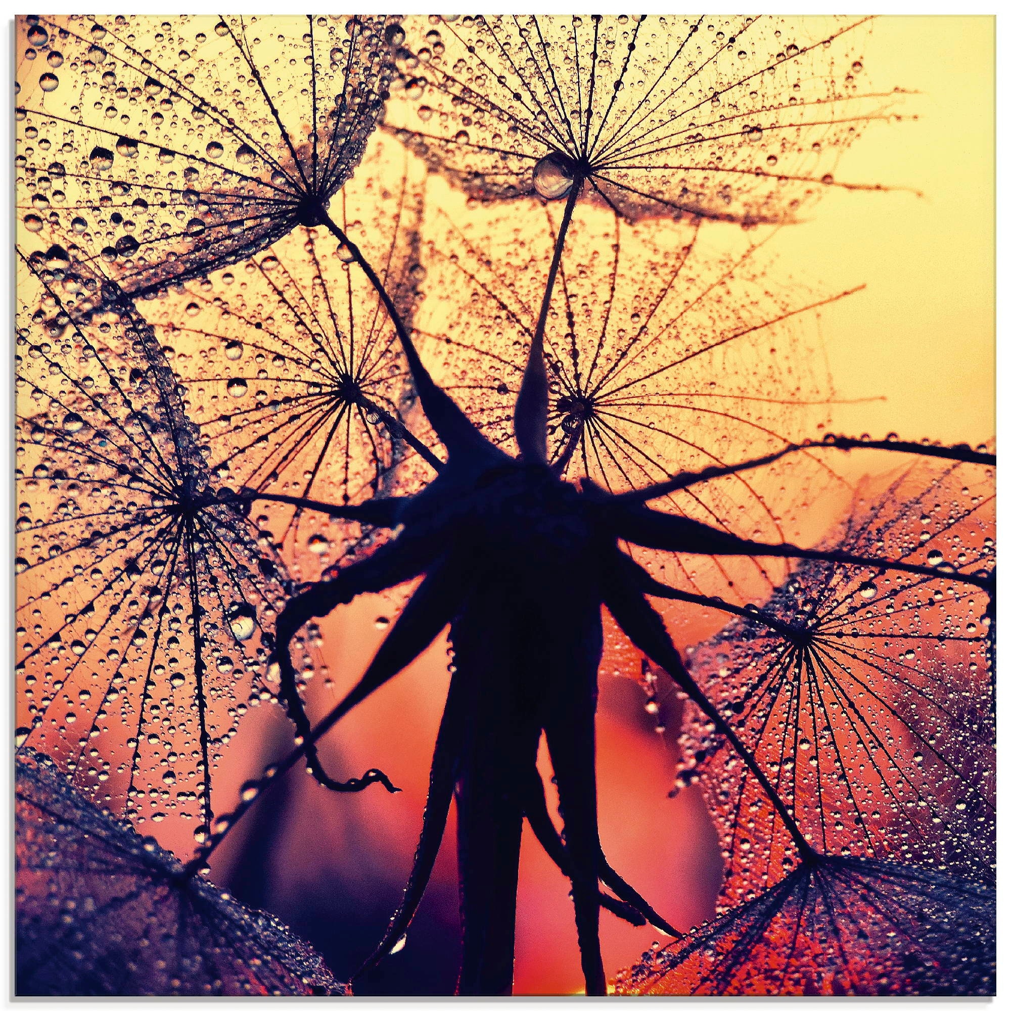 Artland Glasbild »Pusteblume im Sonnenuntergang«, Blumen, (1 St.), in verschiedenen Größen