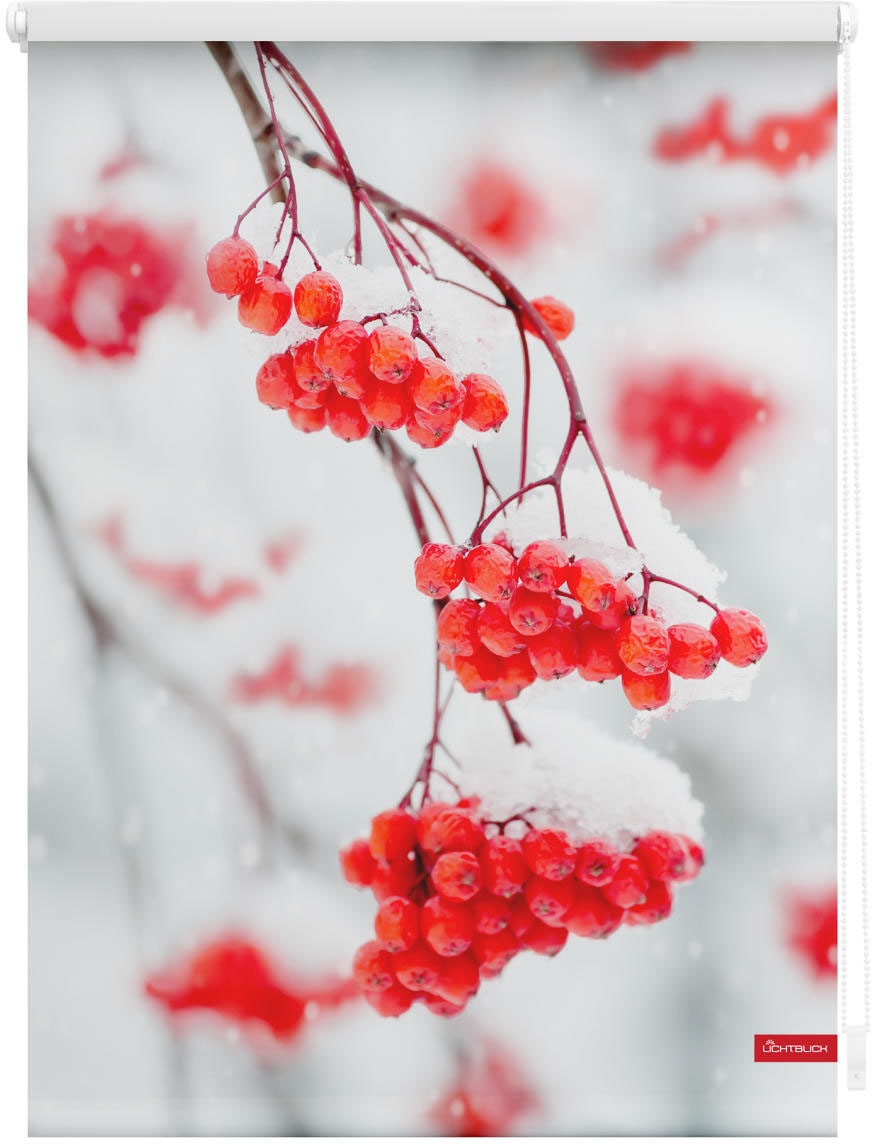 bestellen Seitenzugrollo freihängend Rot Vogelbeeren Verdunkelung-energiesparend, ORIGINAL | - ohne »Rollo Bohren, BAUR LICHTBLICK verdunkelnd, Verdunkelung, Weiß«, Klemmfix,