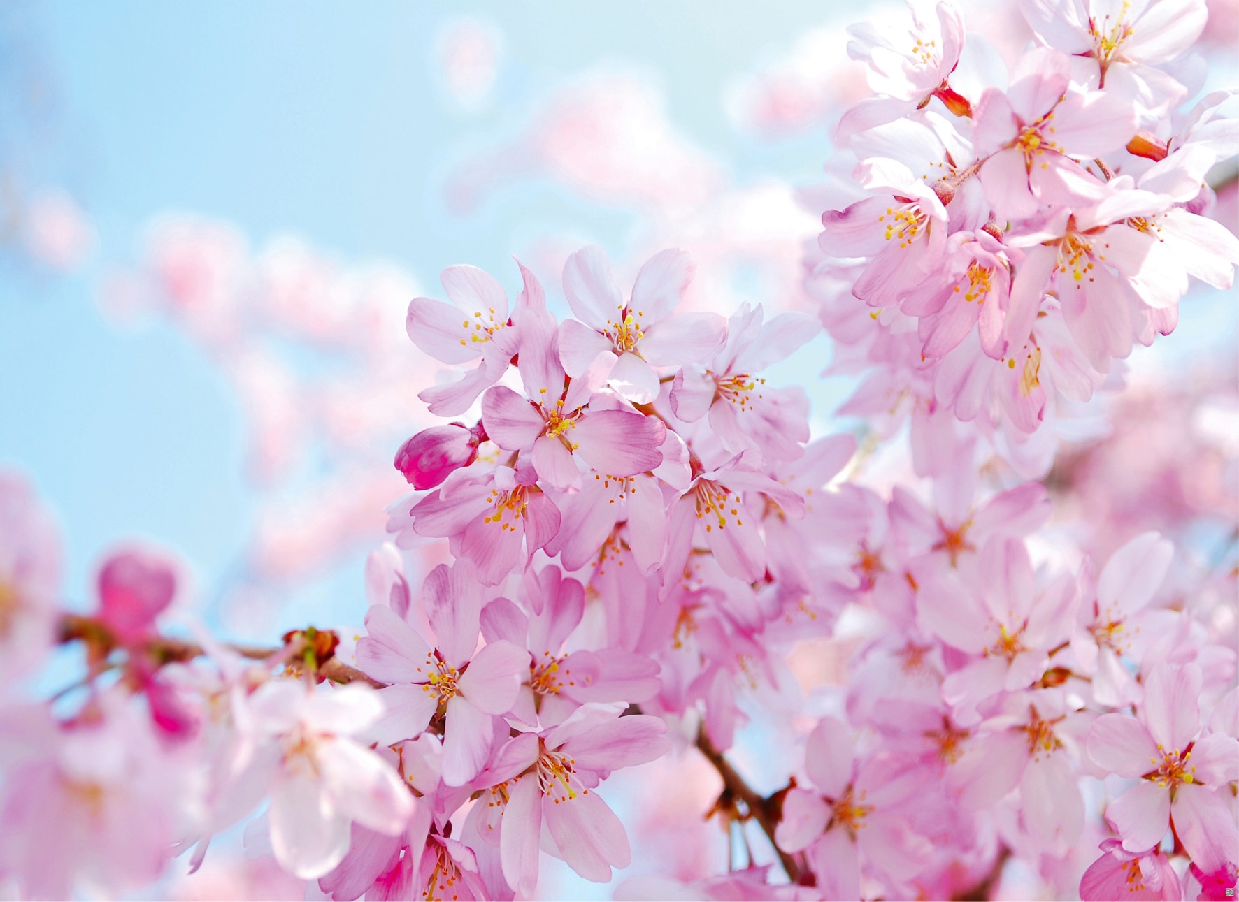 Papermoon Fototapete "Cherry Blossom" glatt
