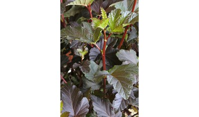 BCM Hecken »Blasenspiere 'Diabolo'«, (5 St.), Höhe: 30-40 cm, 5 Pflanzen kaufen
