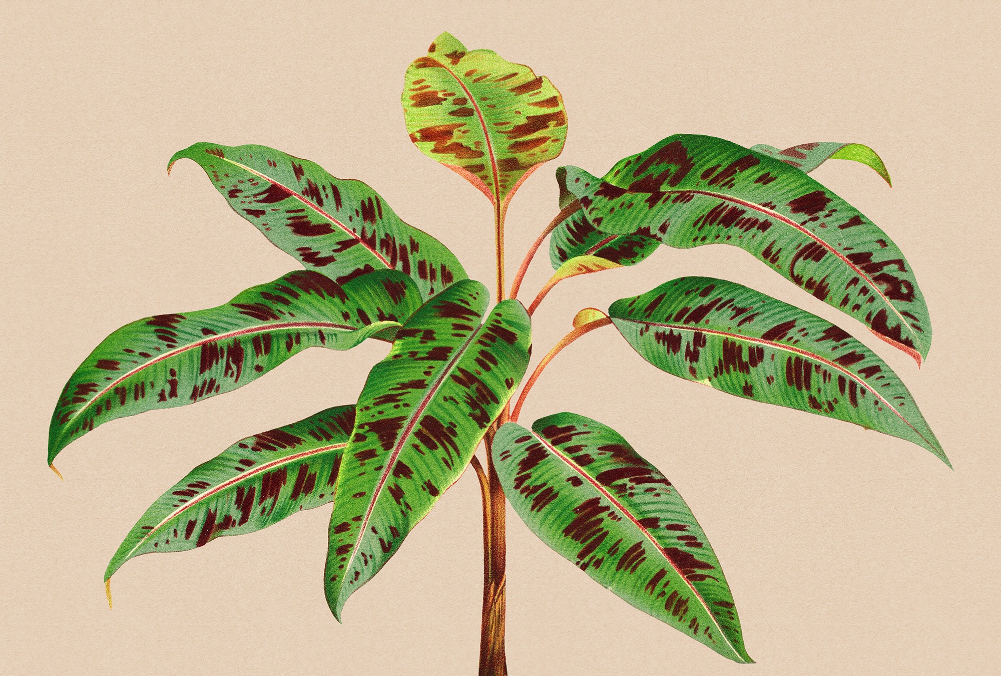 living walls Fototapete "Walls by Patel Leaf Garden" glatt Vlies, Wand günstig online kaufen