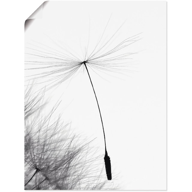 Artland Wandbild »Pusteblume Letzter Halt«, Blumen, (1 St.), als Alubild,  Leinwandbild, Wandaufkleber oder Poster in versch. Größen kaufen | BAUR