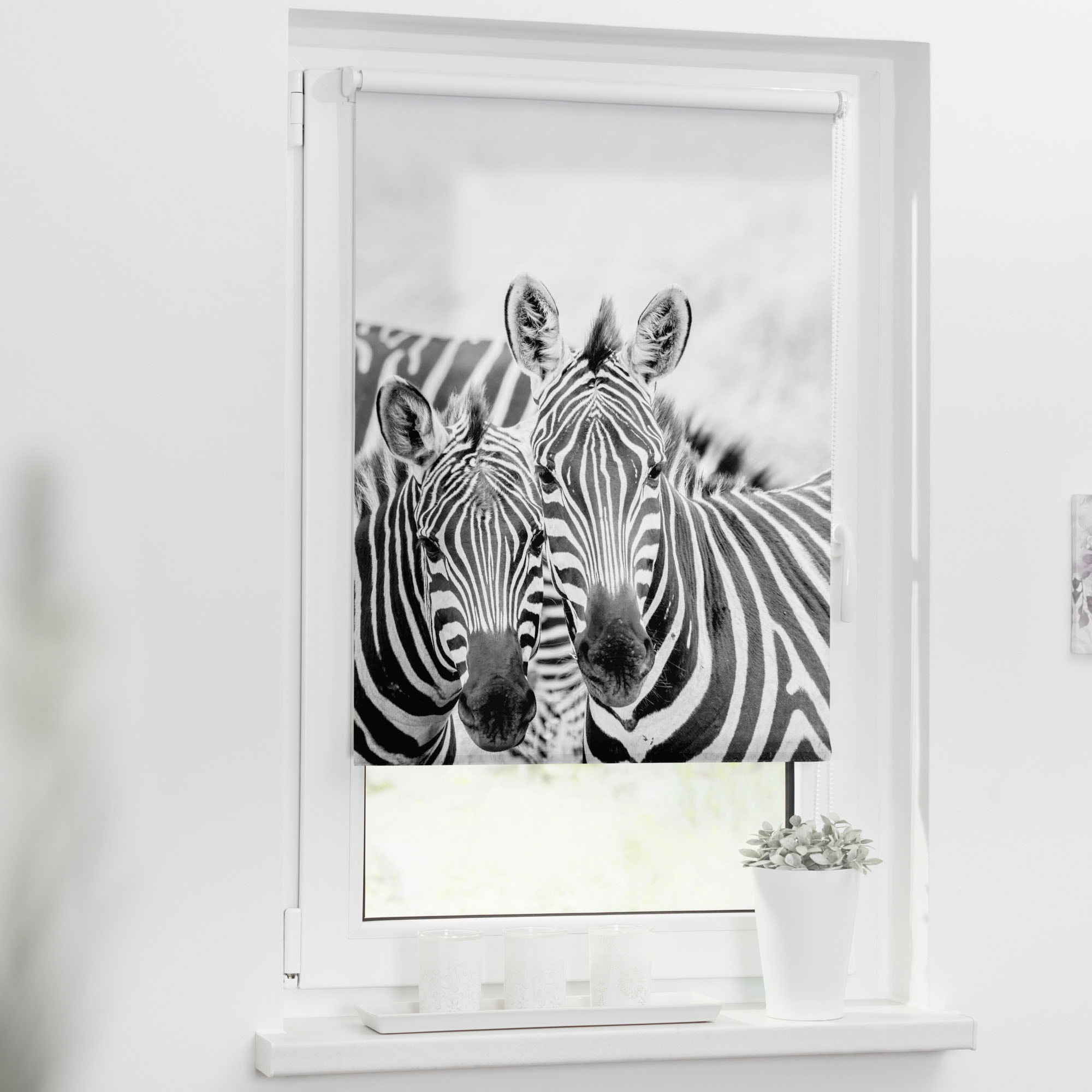 LICHTBLICK ORIGINAL Seitenzugrollo »Klemmfix Motiv Zebra«, Lichtschutz, ohne Bohren, freihängend, bedruckt