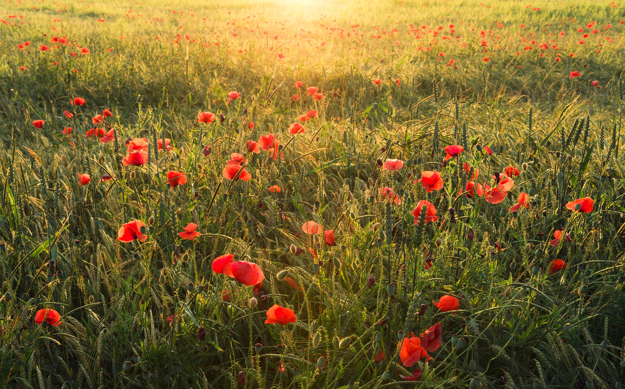 Komar Vliestapete "Poppy World", 450x280 cm (Breite x Höhe), Wohnzimmer, Schlafzimmer