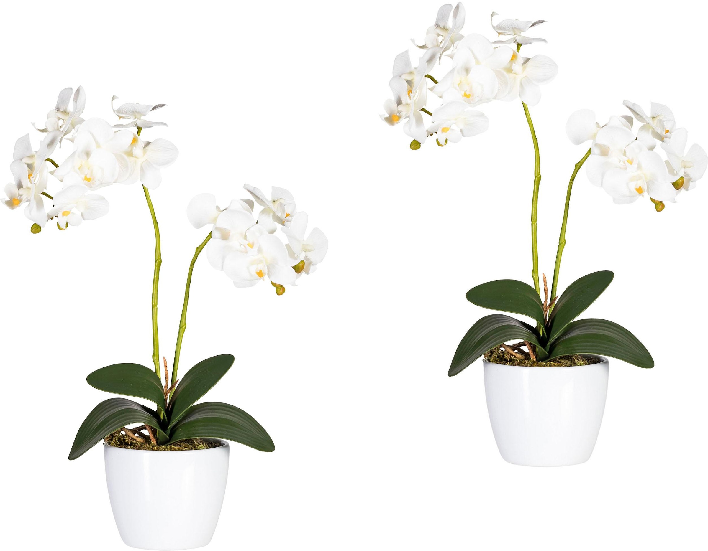 Creativ green Kunstpflanze »Phalaenopsis«, (Set, 2 St.) kaufen
