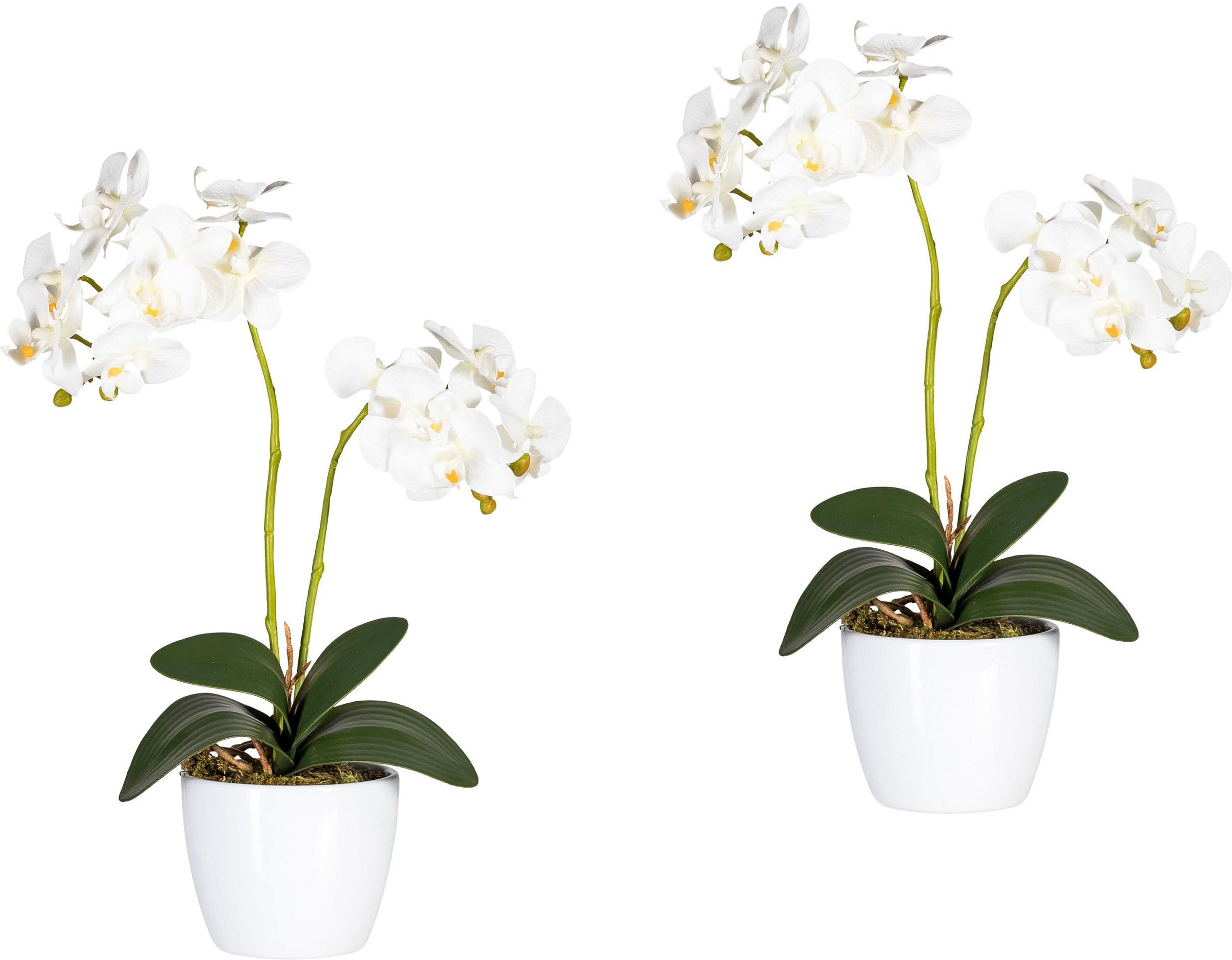 Creativ green Kunstpflanze "Phalaenopsis"