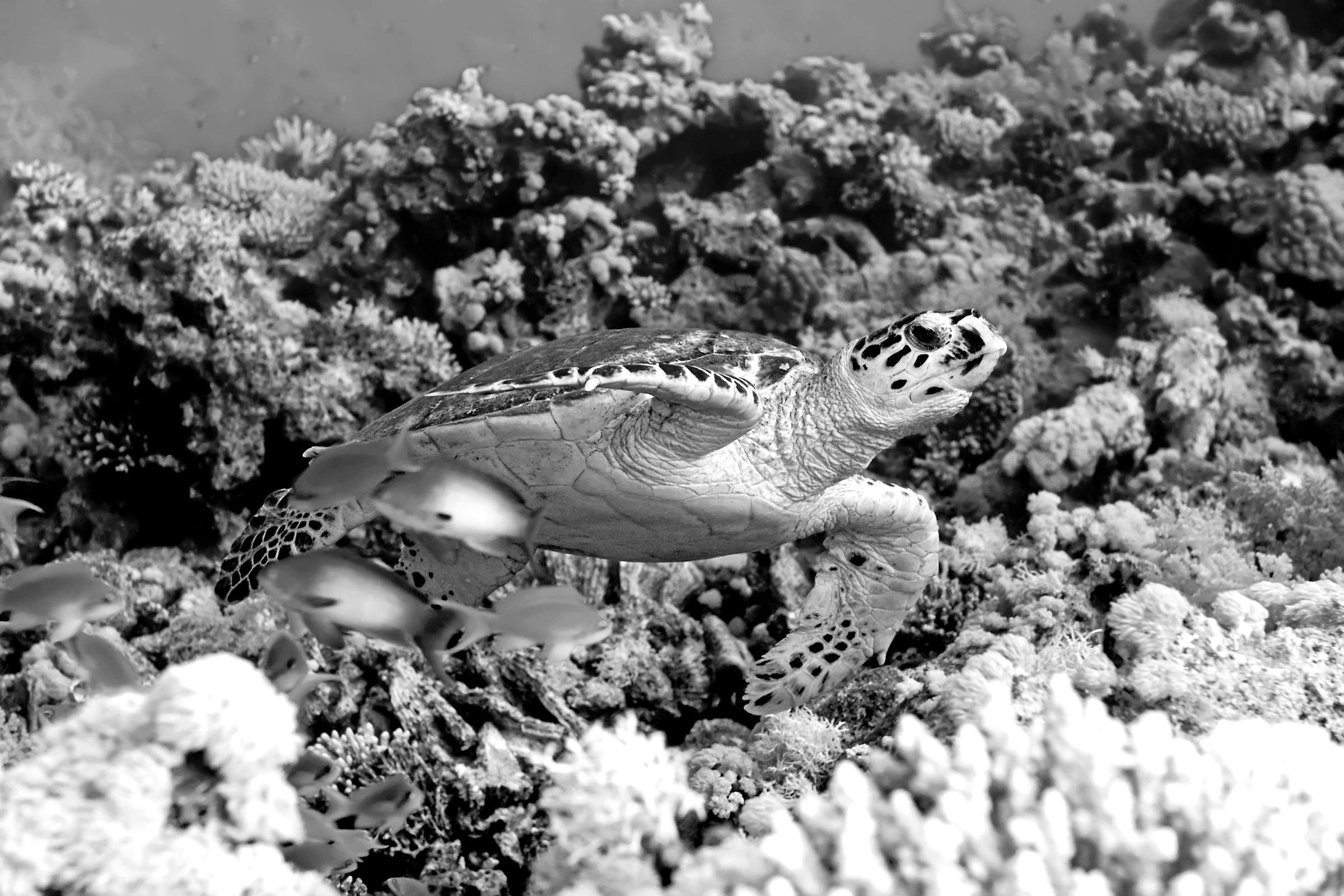 Fototapete »Schildkröte Schwarz & Weiß«