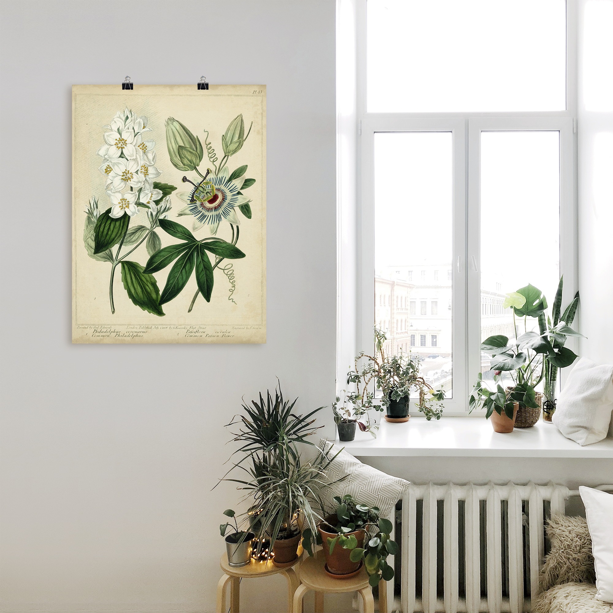 Artland Wandbild "Federnelke II", Blumen, (1 St.), als Leinwandbild, Poster günstig online kaufen