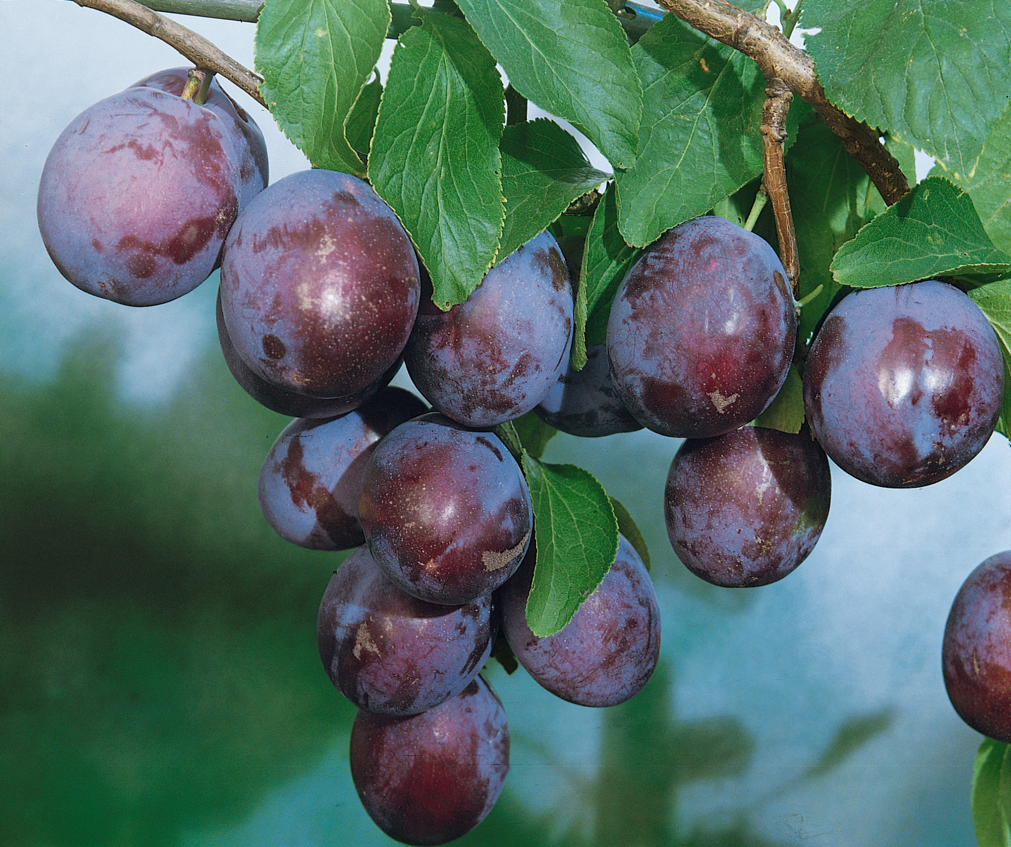 Obstpflanze »Pflaume 'The Czar'«, (1 St.), Höhe: 100 cm, 1 Pflanze
