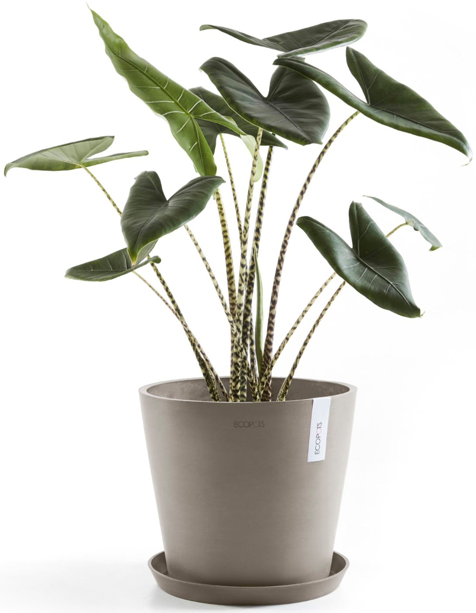 ECOPOTS Blumentopf »Amsterdam 30 + Wassersystem Taupe«, für innen und außen: frostsicher, bruchsicher und lichtbeständig