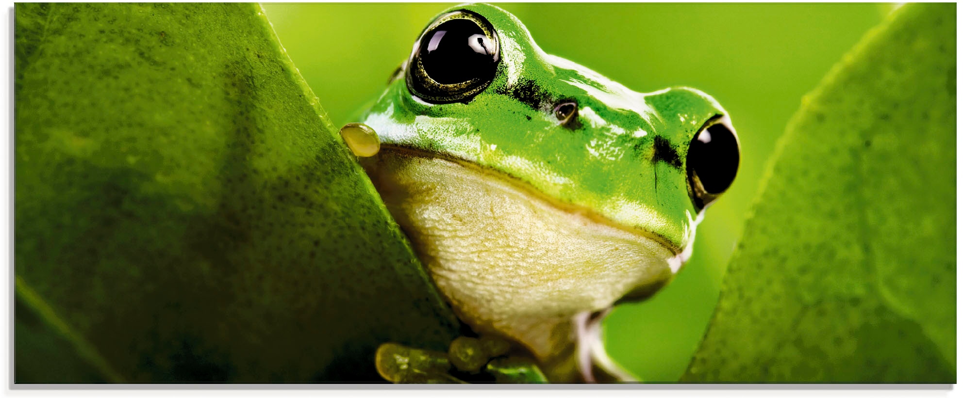 Artland Glasbild "Ausspähender Frosch" Wassertiere 1 Stk. tlg. in verschied günstig online kaufen