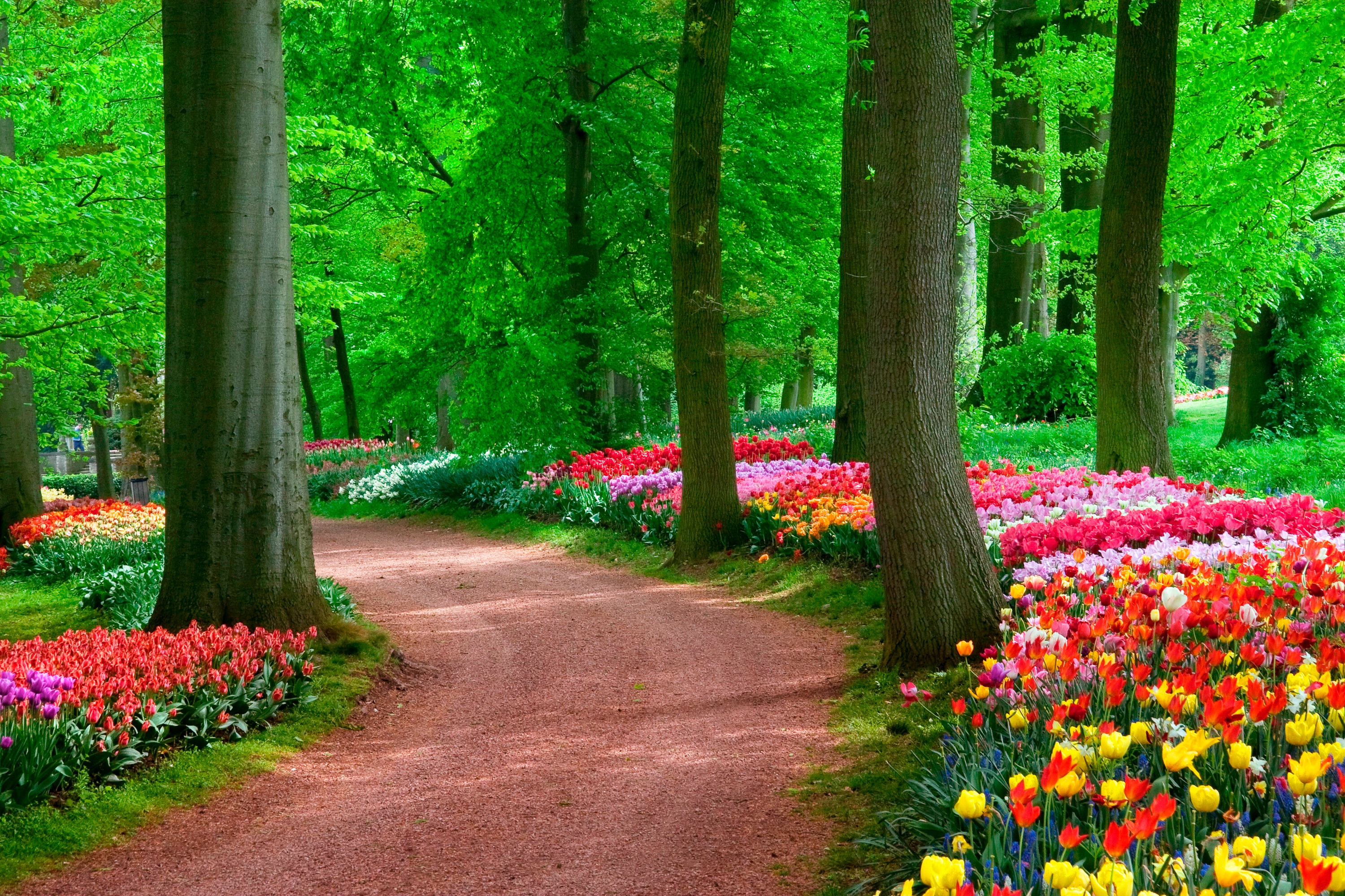 Papermoon Fototapete "Tulips Spring Landscape" glatt