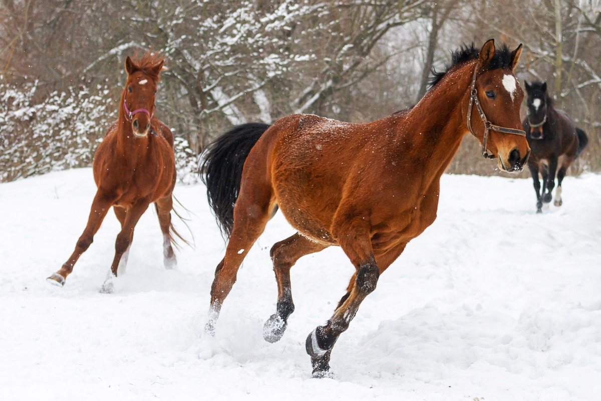 Papermoon Fototapete "Pferde im Schnee"