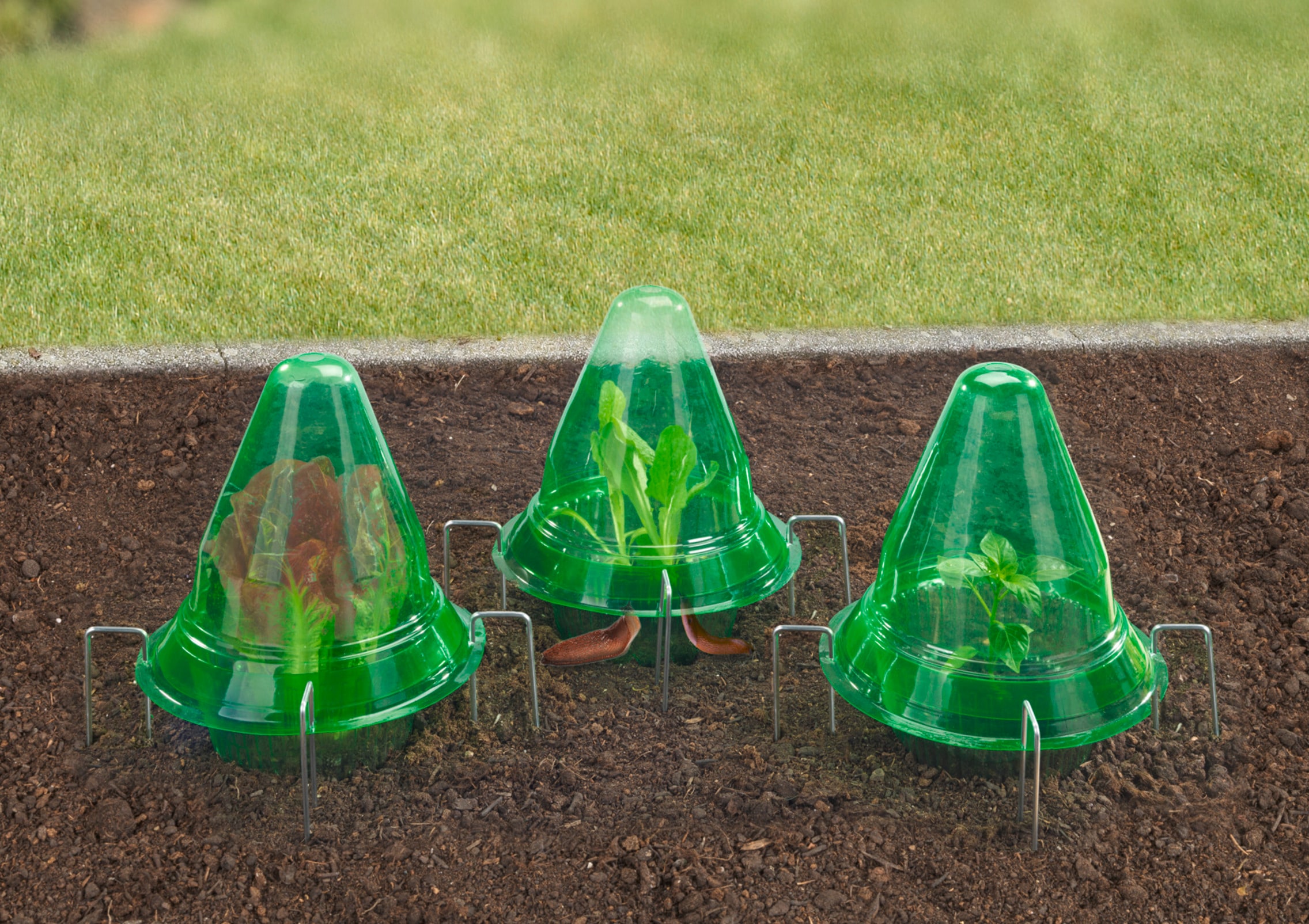 Maximex Pflanzenschutzdach »3 Stück Pflanzendom 3in1« Anzuchtglocke, Schneckenabwehr & Bewässerungsring, für Beet & Hochbeet