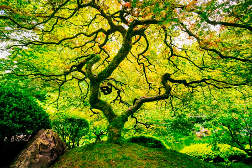 Papermoon Fototapete "Japanese Maple Tree" glatt