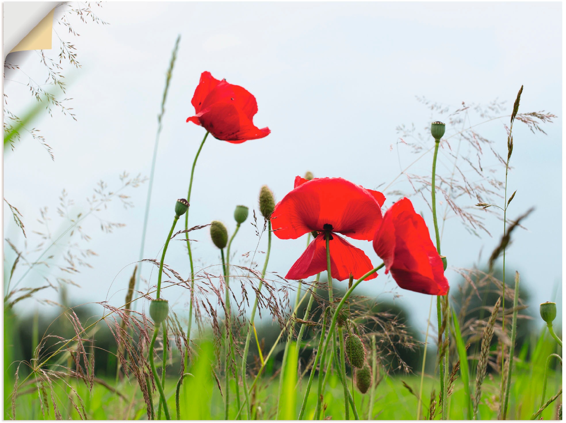 Artland Wandbild »Mohnblumen«, Blumen, oder Größen Poster BAUR (1 St.), versch. Wandaufkleber in kaufen als | Leinwandbild