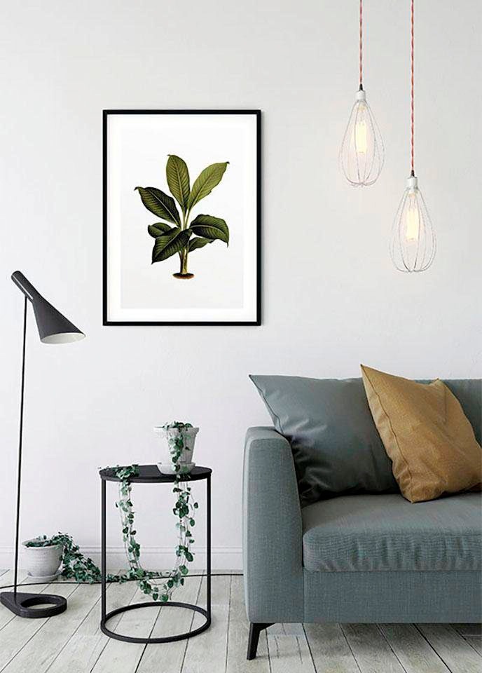 Komar Bild »Elastica Leaf«, Pflanzen-Blätter, (1 St.), Wandbild zur Dekoration - ohne Rahmen