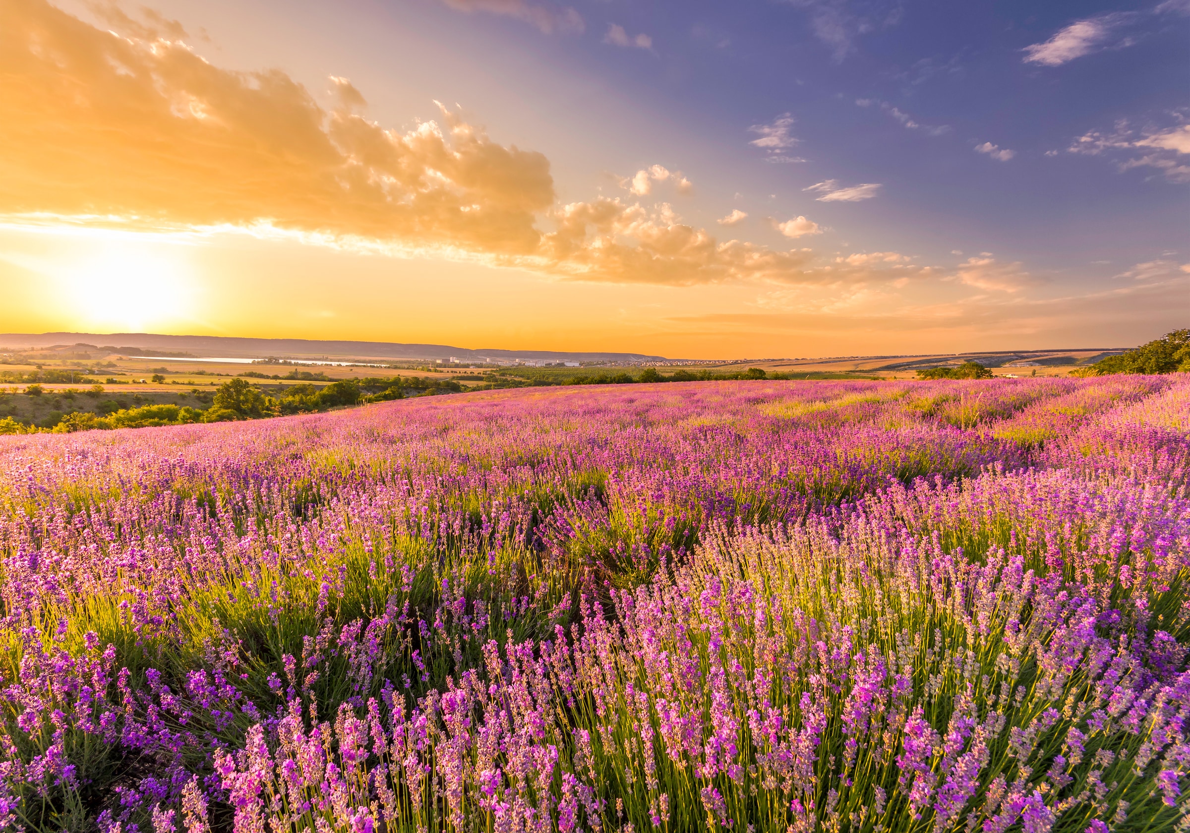 Papermoon Fototapete "Lavender Field" glatt