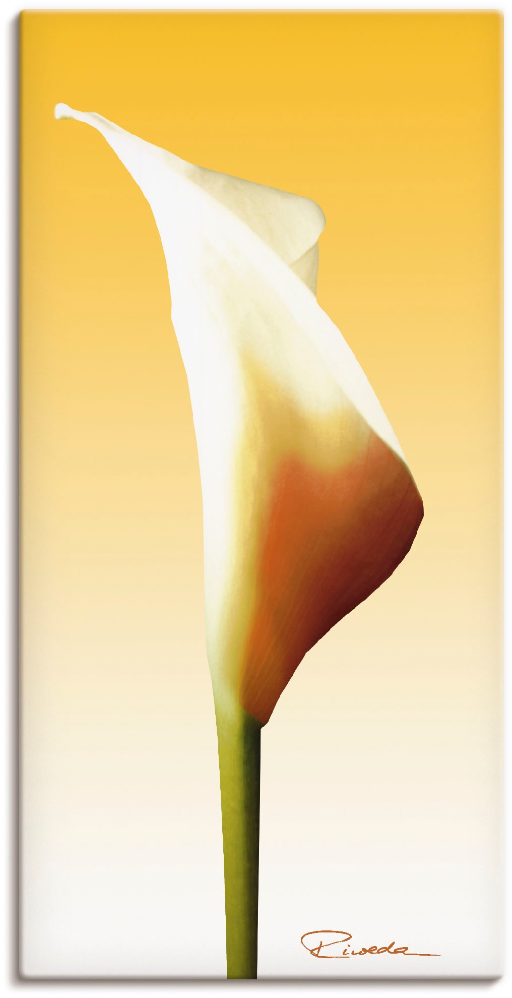 Artland Wandbild »Sonnenschein Calla I«, St.), in (1 oder Alubild, bestellen als Poster Wandaufkleber | versch. Blumenbilder, BAUR Leinwandbild, Größen