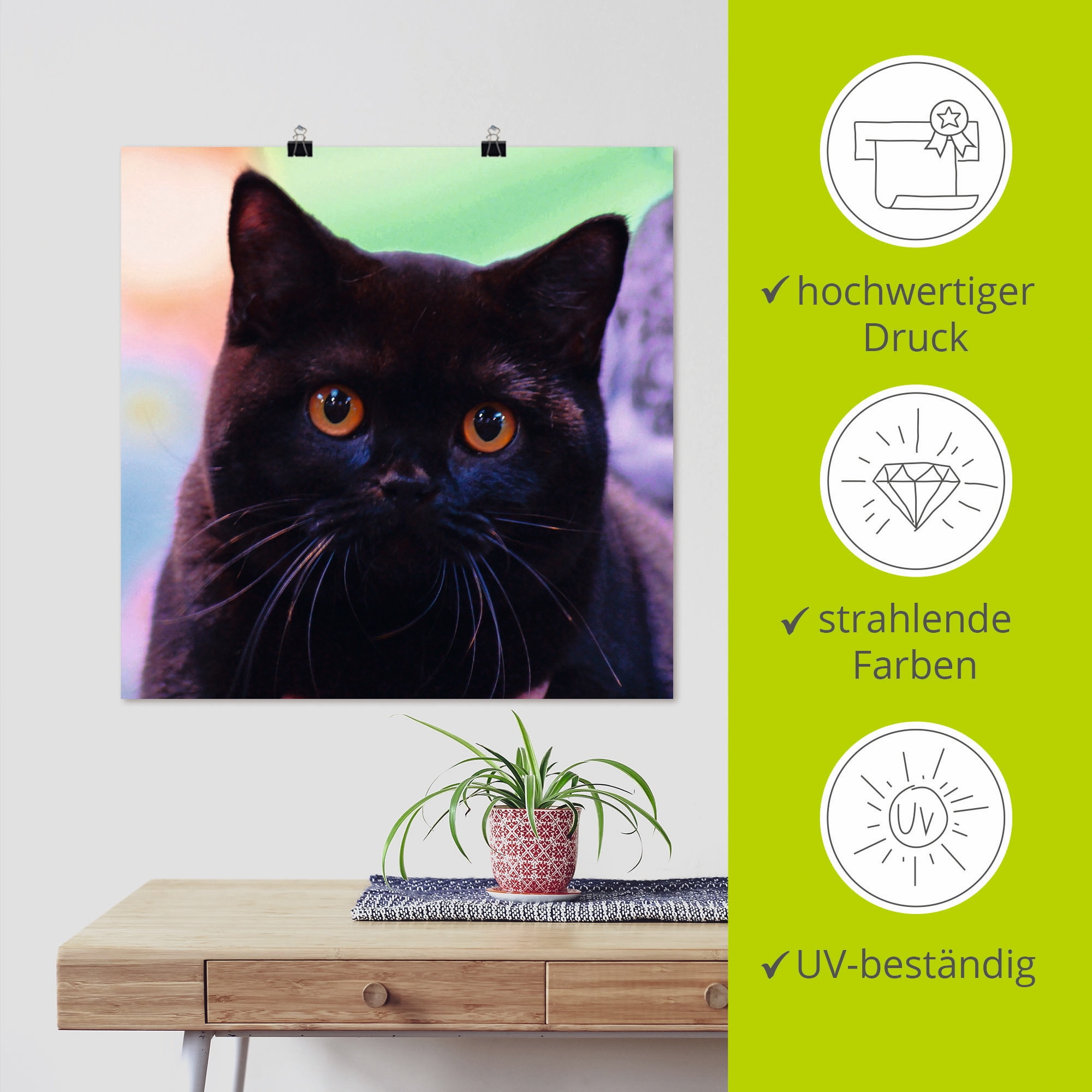 Artland Wandbild »Schwarze Britisch Kurzhaarkatze«, Haustiere, (1 St.), als Poster in verschied. Größen