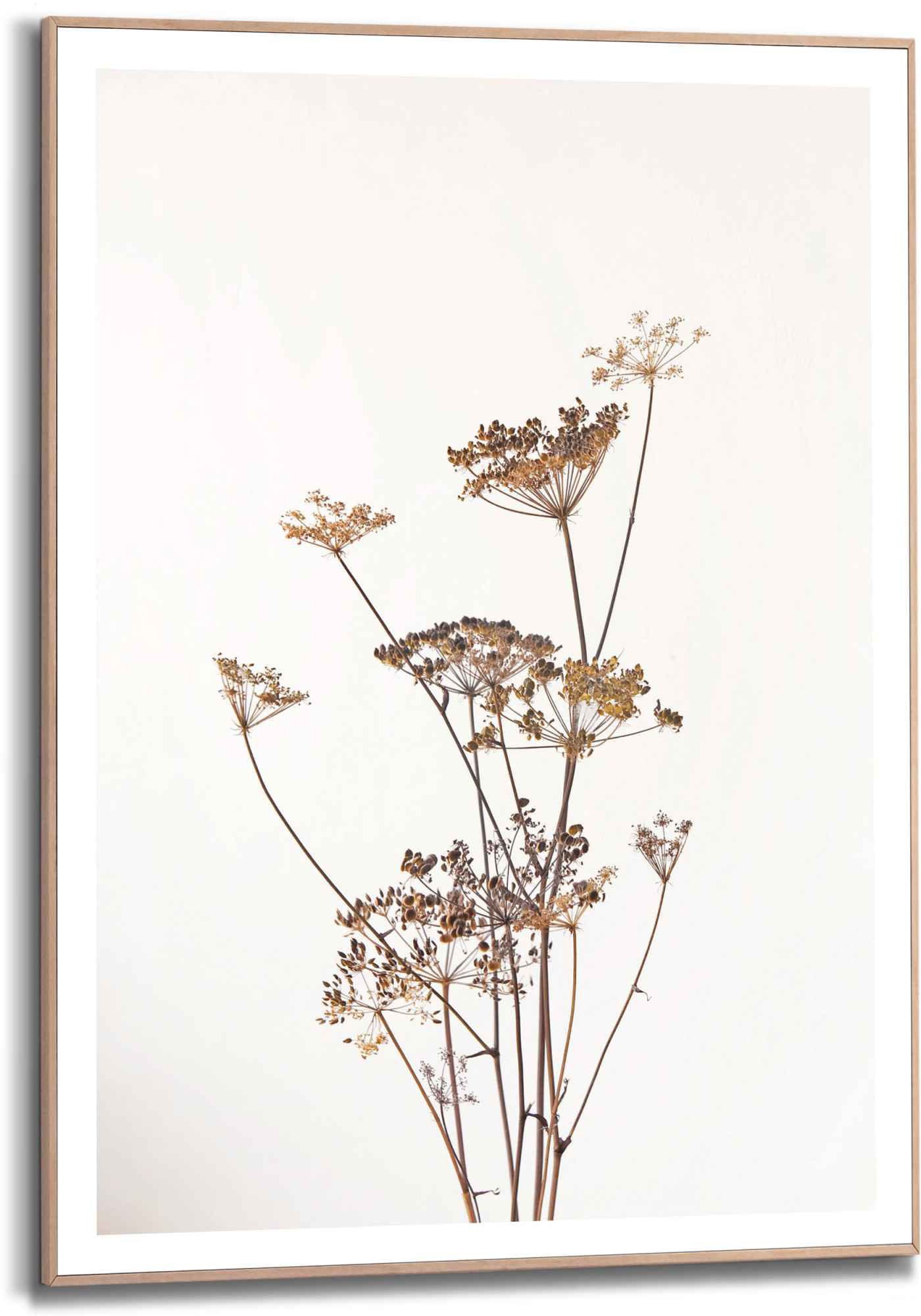 Reinders! Bild »Gerahmtes Bild Bärenklau Natur - Pflanz - Getrocknet -  Blumen«, Pflanzen, (1 St.) kaufen | BAUR