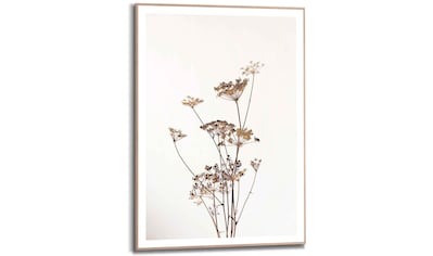 Reinders! Bild »Gerahmtes Bild Bärenklau Natur - Pflanz - Getrocknet - Blumen«,... kaufen