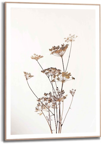 Reinders! Bild »Gerahmtes Bild Bärenklau Natur - Pflanz - Getrocknet - Blumen«,... kaufen