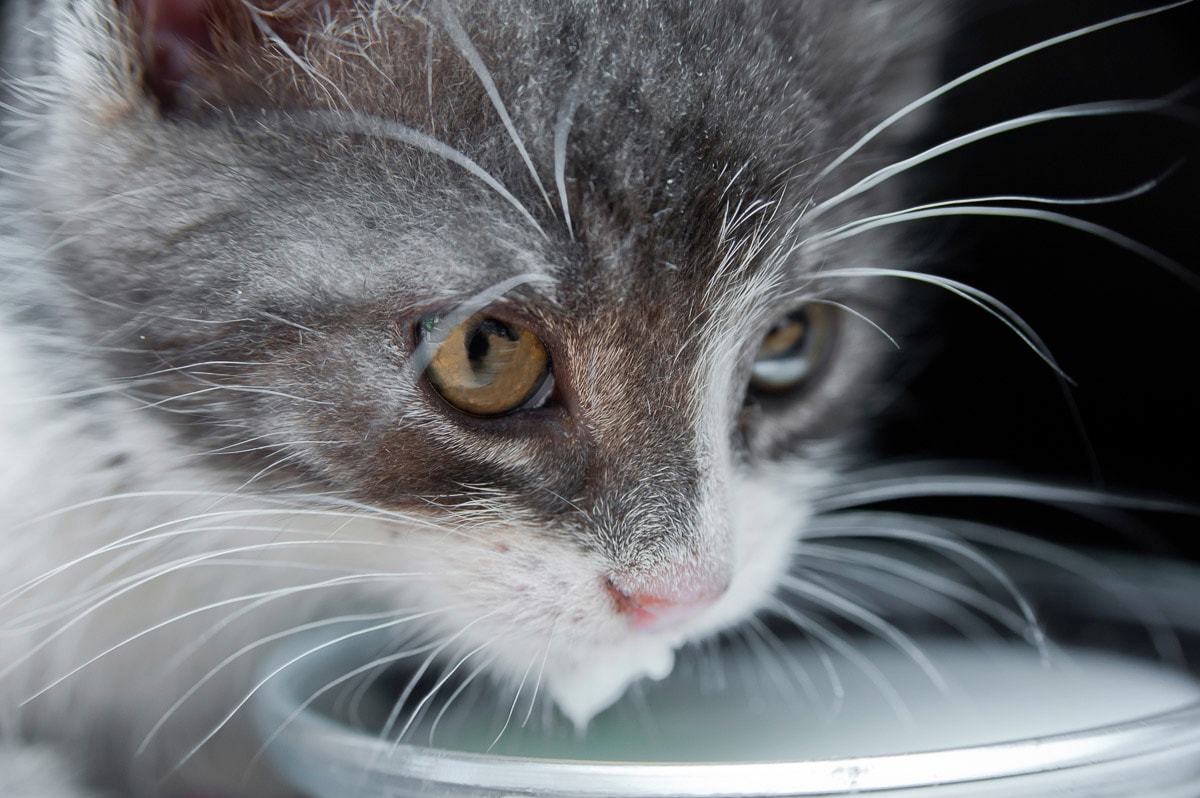Papermoon "Katze"