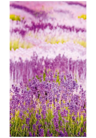 Bodenmeister Fototapetas »Lavendel Provence lila«