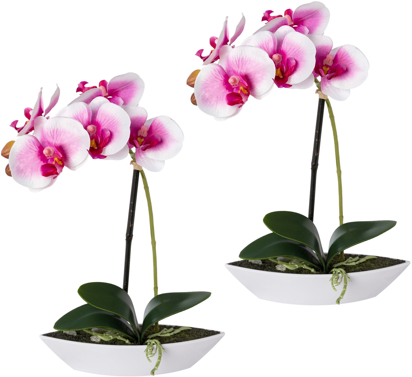 Creativ green Kunstorchidee »Phalaenopsis«, 2er Set, in Kunststoffschale  kaufen | BAUR | Kunstorchideen