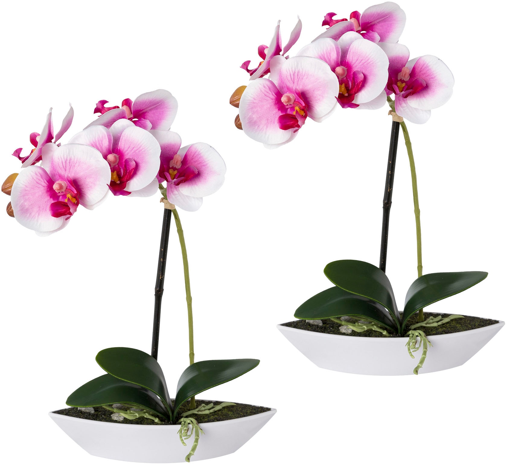 green in Creativ | Kunststoffschale Kunstorchidee BAUR Set, »Phalaenopsis«, 2er kaufen